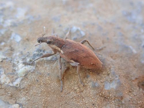 Réf. 192 668 : Coniocleonus tabidus